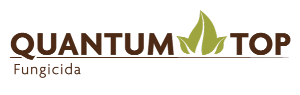 Quantum Top